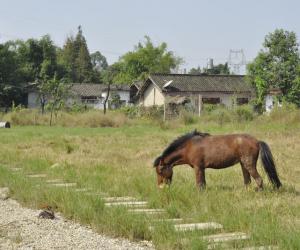 “凡朴生活”变成现实 林盘经济效益初现