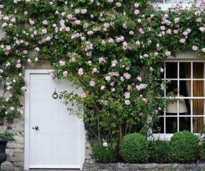 研究证明种植花园可以让你更快乐、减轻压力