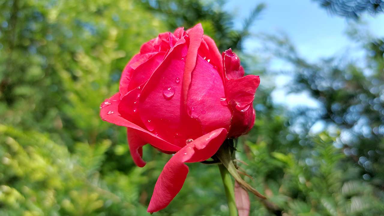 红杉谷培育的月季花