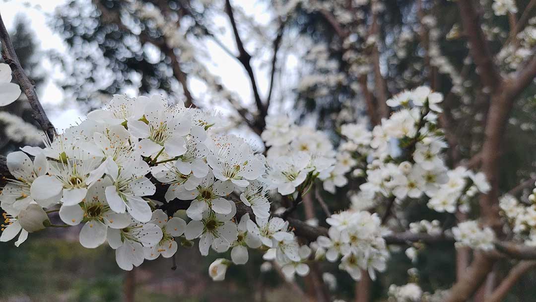 红杉谷的初春印象 红杉谷的初春印象